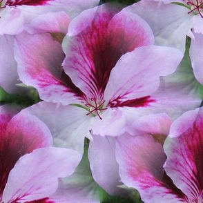 Regal Geranium