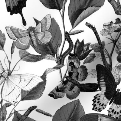 Butterfly Sanctuary ~ Black and White