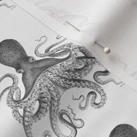Tiny Octopus in Ink