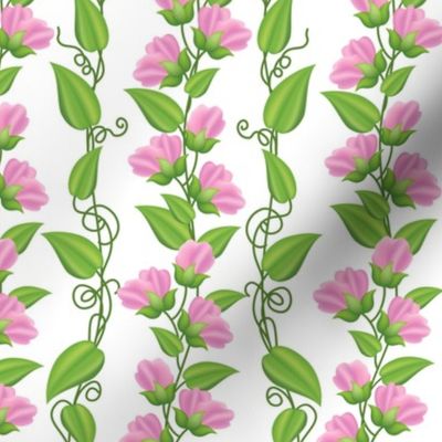 Rambling  Sweetpea Vines Pink