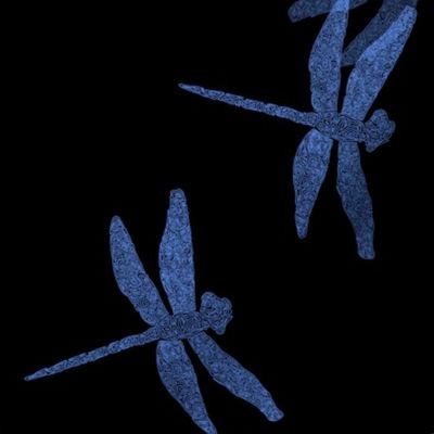 dragonfly tombo blue on black