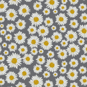 daisies on gray