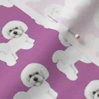 Bichon Frise Puppy dog love Purple