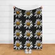 Daisy   big - black and white and yellow