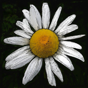Daisy   big - black and white and yellow