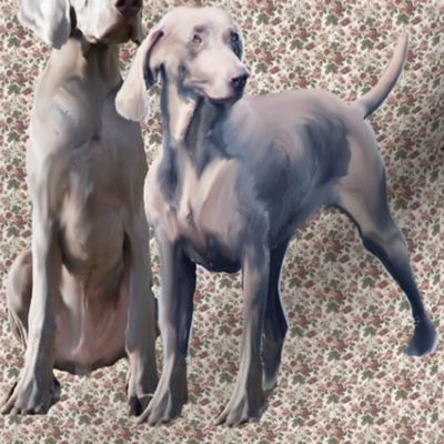 weimaraners