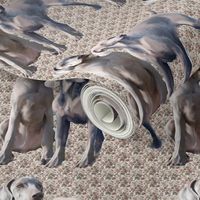 weimaraners