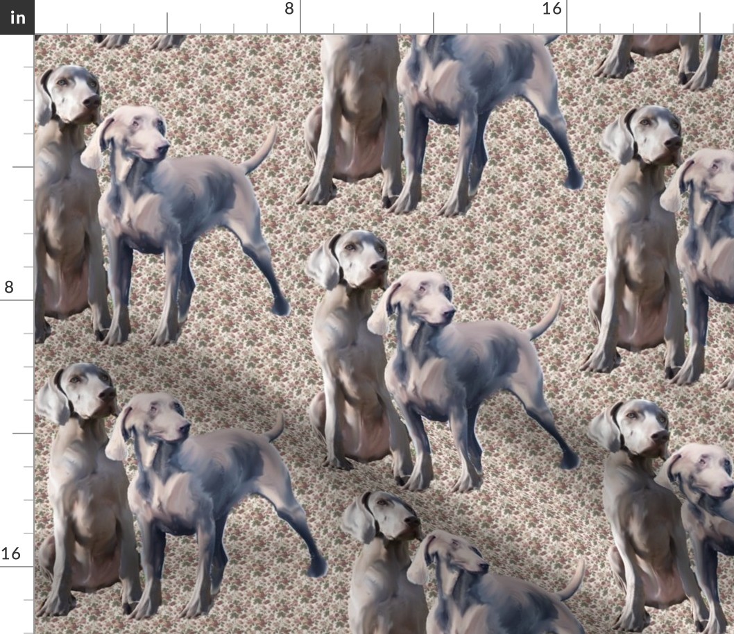 weimaraners