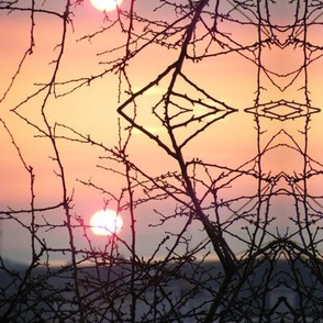 Winter trees