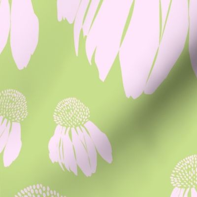 Echinacea