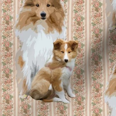 Shetland sheepdog mother and son