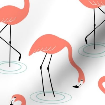 Flamingos