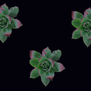 Solar Succulents