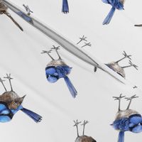 Blue Wrens, BIAS, Scattered on White