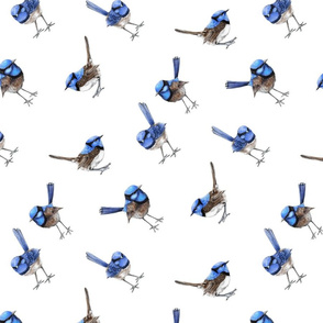 Blue Wrens, BIAS, Scattered on White