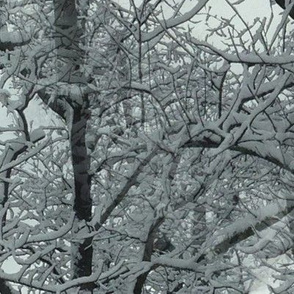 Snow_trees_2