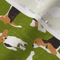 beagle scatter green