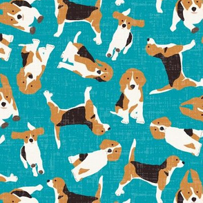 beagle scatter blue