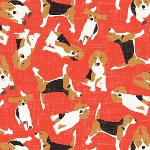 beagle scatter coral red