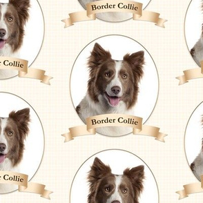 Chocolate Border Collie