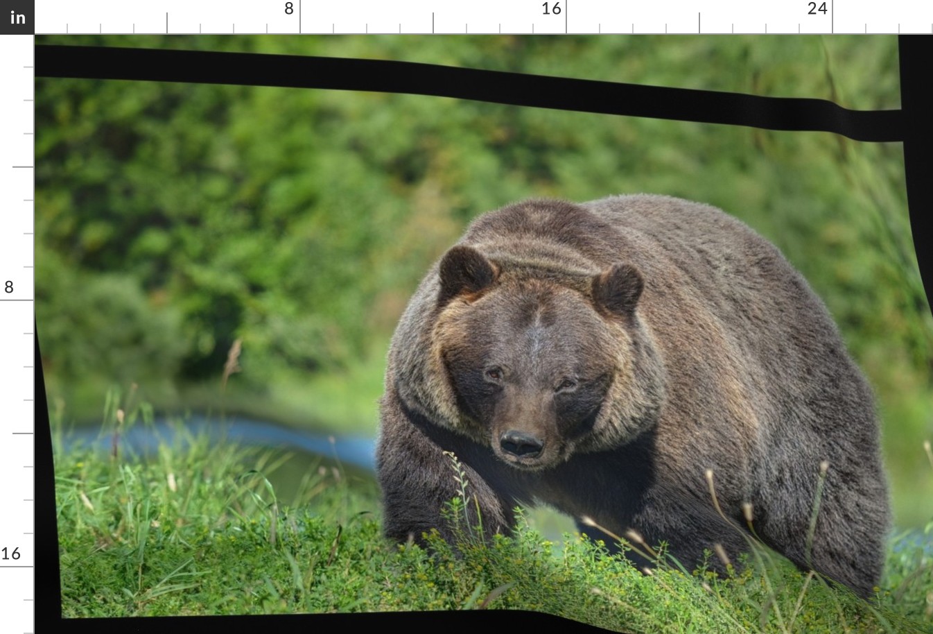 Alaskan Brown Bear Panel