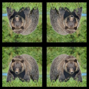 Alaskan Brown Bear Mirror-BlackFrame