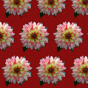 Dahlia - Pink and White