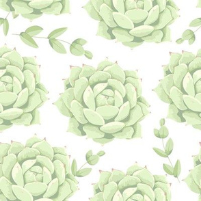 Succulent plants