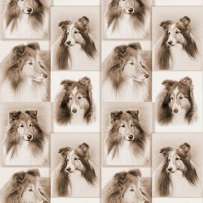 Sheltie Stoffe, Tapete & Wohnaccesssories - Spoonflower