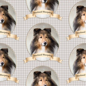 Sheltie on Check