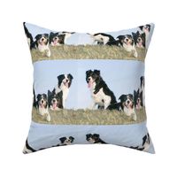 Border Collies in the hay