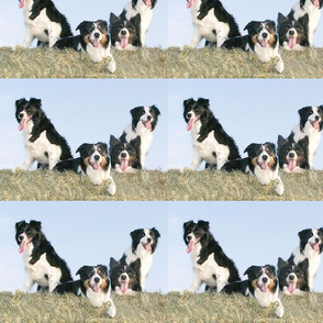 Border Collies in the hay