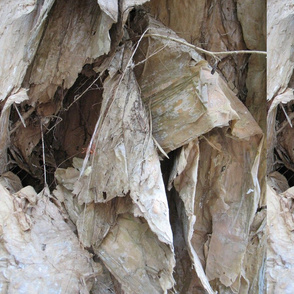 Paperbark