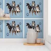 Australian Shepherd family group