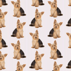 Yorkies on Pink Stripe