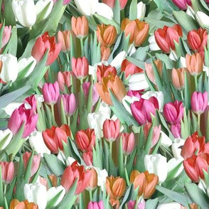 Garden of Tulips - Pink, Orange, Red