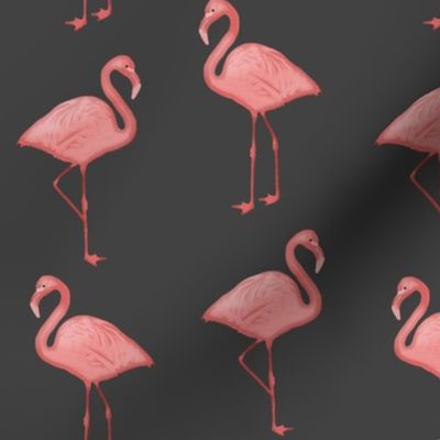 Bimini Bay Flamingos on Charcoal