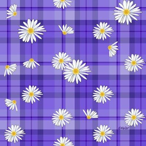 Purple Daisy Craze