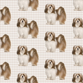 Lhasa Apso