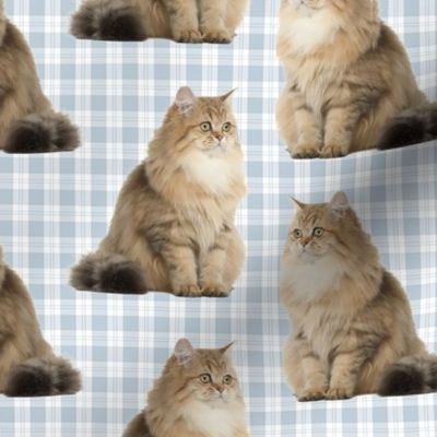 Brittish Longhair Cat