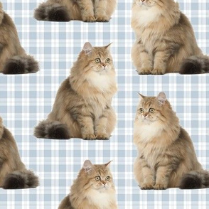 Brittish Longhair Cat