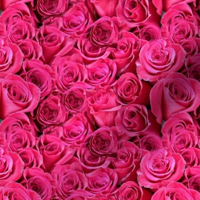 Pink Roses