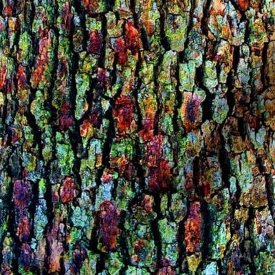 ANatural Abstraction of Tree Bark