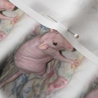 Hairless Fancy Rat