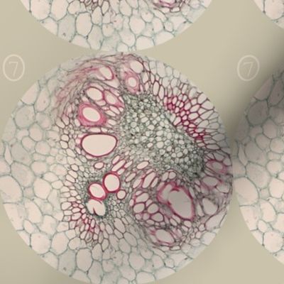 corn cross-section