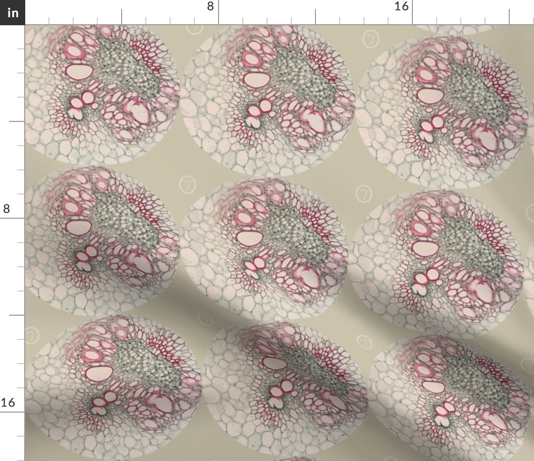 corn cross-section