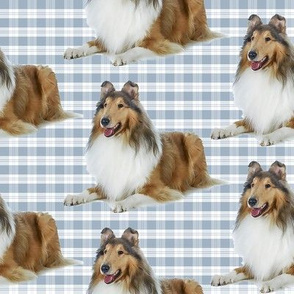 Collie