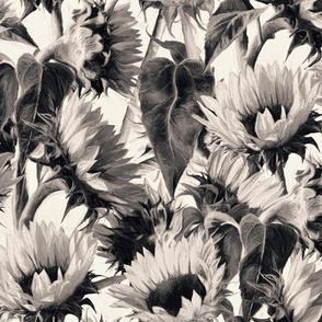 Soft Sepia Sunflowers