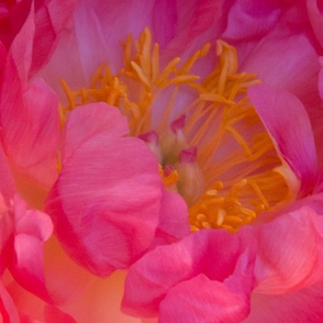 Perfect peony