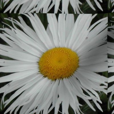 daisy